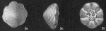 Cymbaloporetta squammosa