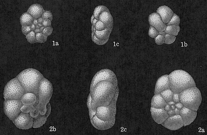 Globigerinita humilis Globigerinita humilis