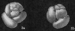 Globigerinoides conglobatus