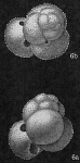 Globigerinoides ruber