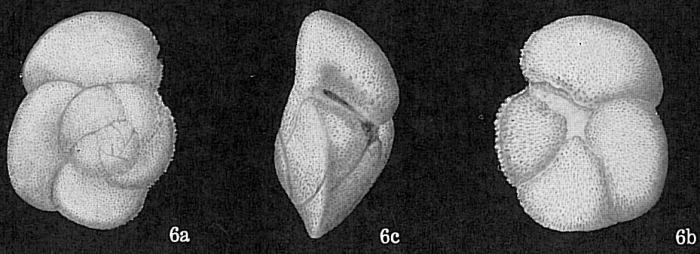 Globorotalia hirsuta Globorotalia hirsuta