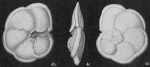 Globorotalia menardii