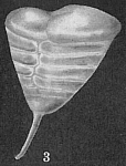 Patellinella inconspiqua Patellinella inconspiqua