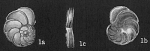 Planulinoides biconcavus Planulinoides biconcavus
