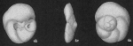 Rosalina subbertheloti Rosalina subbertheloti