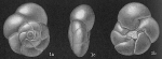 Streblus beccarii tepida Streblus beccarii tepida