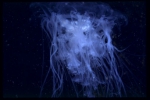 Picture of Cyanea lamarckii Péron & Lesueur, 1810
