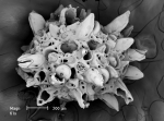 Osthimosia glomerata Osthimosia glomerata