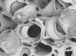Osthimosia glomerata - zooids and ovicells Osthimosia glomerata - zooids and ovicells