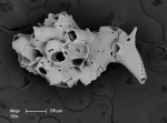 Osthimosia glomerata - early colony development on Cornuticella zooids Osthimosia glomerata - early colony development on Cornuticella zooids