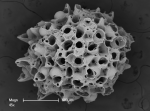 Osthimosia glomerata Osthimosia glomerata