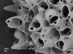 Osthimosia glomerata - zooids and ovicells Osthimosia glomerata - zooids and ovicells