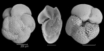 Globorotalia crassaformis imbricata Globorotalia crassaformis imbricata