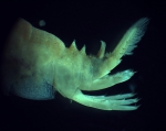 Dikerogammarus villosus