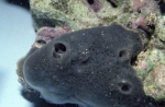 Amphimedon queenslandica Amphimedon queenslandica