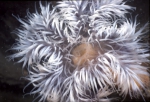 Picture of Metridium senile (Linnaeus, 1761) Picture of Metridium senile (Linnaeus, 1761)