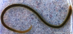 Marenzelleria neglecta