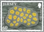 Botryllus schlosseri Botryllus schlosseri