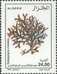 Gymnogongrus crenulatus