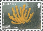 Axinella dissimilis Axinella dissimilis