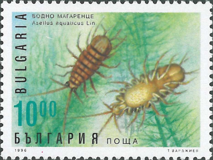 Asellus (Asellus) aquaticus Asellus (Asellus) aquaticus