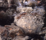 Picture of Liocarcinus arcuatus (Leach, 1814)