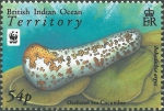 Bohadschia argus