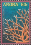 Acropora cervicornis Acropora cervicornis