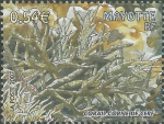 Acropora formosa Acropora formosa