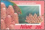 Acropora gemmifera Acropora gemmifera