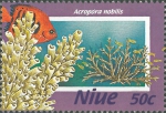 Acropora nobilis Acropora nobilis