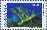 Acropora palmata Acropora palmata