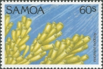Acropora polystoma Acropora polystoma