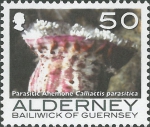 Calliactis parasitica