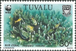 Heliopora coerulea