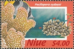 Pocillopora eydouxi