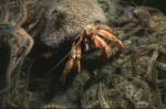 Picture of Pagurus bernhardus (Linnaeus, 1758)