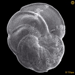 Cancris inflatus (d'Orbigny, 1839) Peru, Recent, Cancris inflatus (d'Orbigny, 1839) Peru, Recent,