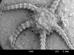 Ophiomusium relictum