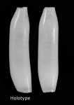 Bathycadulus segonzaci Bathycadulus segonzaci