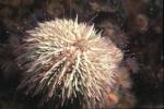Picture of Psammechinus miliaris (Gmelin, 1778)