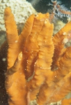 Specimen photographed in situ at Darwin Harbour. Photo, Michael Browne Specimen photographed in situ at Darwin Harbour. Photo, Michael Browne