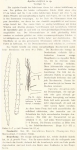 Agelas axifera Hentschel, 1911 Agelas axifera Hentschel, 1911