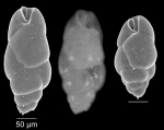 Bulimina elongata d'Orbigny, 1826 Bulimina elongata d'Orbigny, 1826