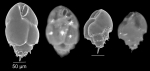Bulimina marginata d´Orbigny, 1826