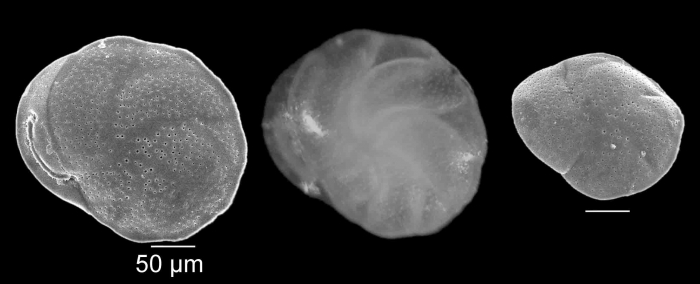 Cassidulina laevigata Rhumbler, 1949