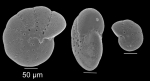 Elphidium cuvillieri Levy, 1966 Elphidium cuvillieri Levy, 1966