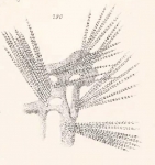 Agelas fascicularis (Gray, 1867) Agelas fascicularis (Gray, 1867)