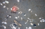 Psolus phantapus underwater