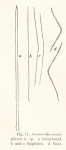 Desmacella arenifibrosa Hentschel, 1911 Desmacella arenifibrosa Hentschel, 1911